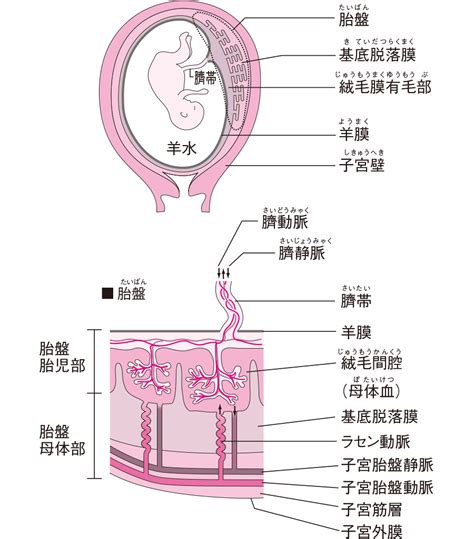 胎盤|【医師監修】胎盤の役割・構造は？完成する時期や変。